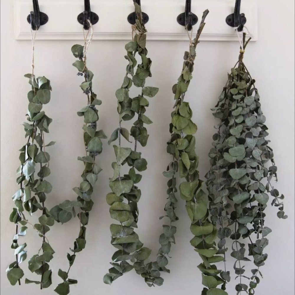 🌱RESTOCKED🌱Real Silver Dollar Eucalyptus-Dried